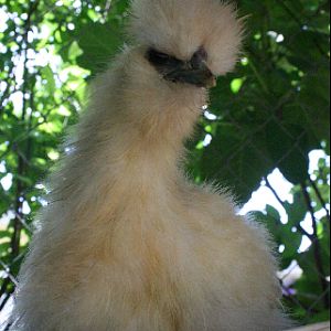 Biscut silkie roo 3 months