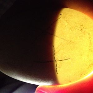 This is number 3 grey toulouse egg