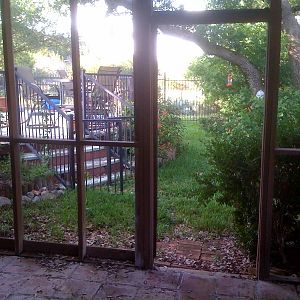 Looking from inside out to the yard and park behind my house (lovely to watch the deer in the evening, plus the grey foxes, possums, armadillos, cottontails and racoons - the last 4 of which are currently living under the same pool deck.  I also have some big predator problems to deal with).jpg