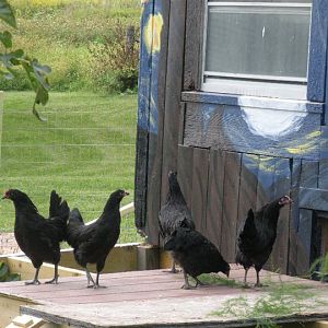 My black australorp's that didn't integrate well into my flock.  We no longer have them, but we sure did learn a lot about integration.  :-)