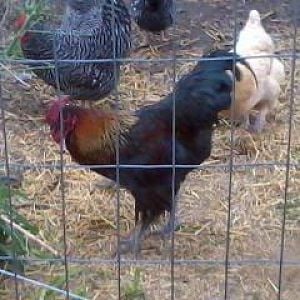 Elvis, my Black copper marans rooster.