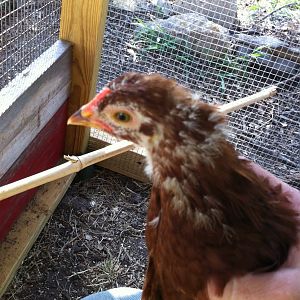 Chickadee, age approx 1.5 months