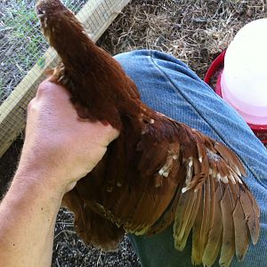 Pecker Wing