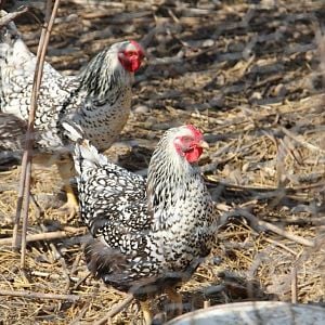 My Silver Laced Wyandottes from Cackle Hatchery..  These chickens are a year old and are laying a small to medium size egg.  Their egg is a very light brown.. a good term to describe them is that they are "tinted".