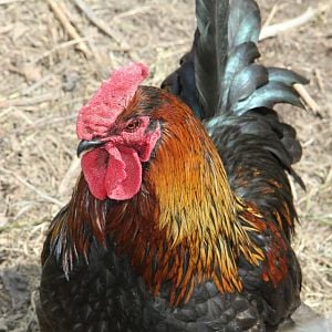 Elvis, my Black Copper Marans rooster.. that I picked up for a very nice lady in the town near me.  He's beautiful and does this little jig around the hens.