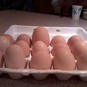 We have one older chicken (one of our 3yr old chickens) that is laying strange, long eggs. You can see the 3.5oz egg in the back.