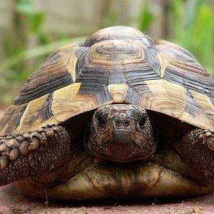 one of my tortoises