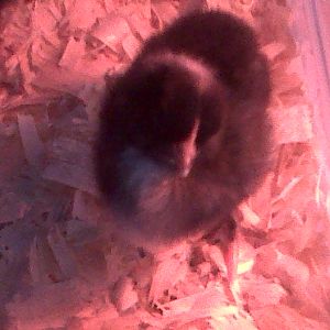 My newest baby Barred rocks no name yet