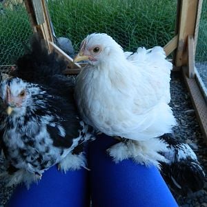 Mystery color pullet. Cream colored base with light buff splashes.