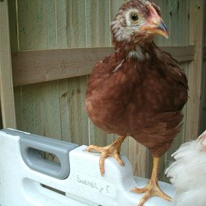 Golden Comet Month and a half old

Ella (Cinderella)
