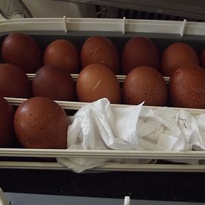 Wheaten eggs