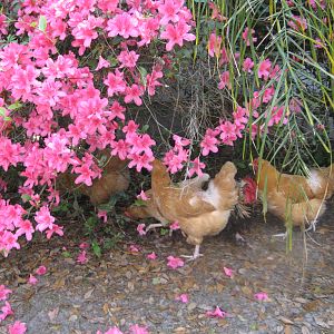 The hens love to hang out in the bushes surrounding the house.
