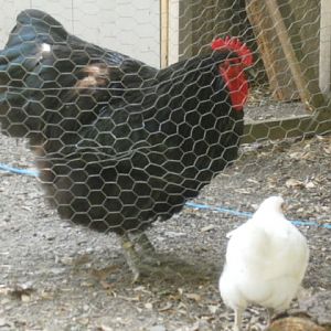 jumbo visits the babies