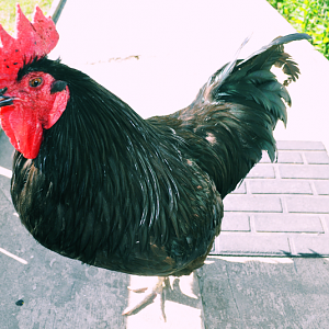 This is one of my roosters, O.P.