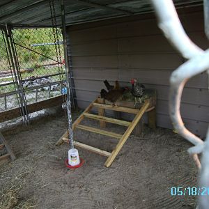 the girls checking out the new raised nest