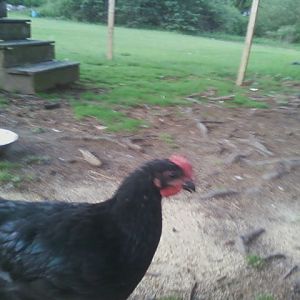 Tiny the black jersey giant rooster at 8 weeks old. almost impossible to get a picture of him, he never stops moving. i cant wait for him to crow!