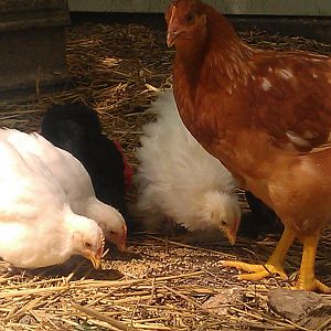 "Kneel before General Zog!" Apricot and our little bantams