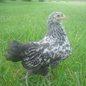 My one true Ameraucana. Bred up for even bluer eggs, from Brody's Bordello. She is pretty, and not deformed, just has a full crop. Really steel blue legs, not like my green EE's legs. MAMA..Update: Mama is now PAPA!!
