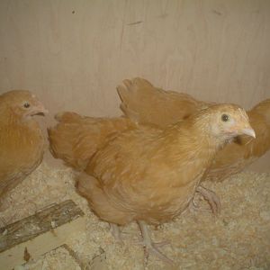 The Triplets (Buff Orps)