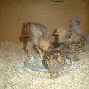 Look how bald my buff brahma roo still is (on the left). I hope that's normal. He has since died, Sorry Baby:(