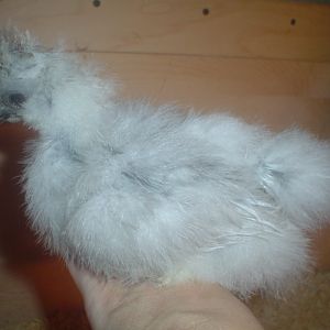 This is my baby, a splash silkie from Brody's Bordello. April just has beautiful birds.