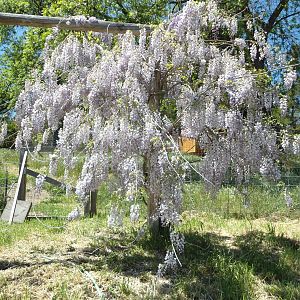 wisteria fine blooming