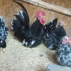 Japanese Bantam Black mottled pen 1 rooster and 3 hens
