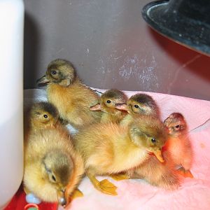 Welsh Harlequin Ducklings_1st_.jpg