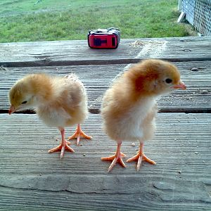 Rhode Island Red hen chicks