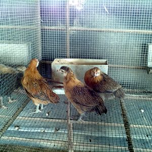 Ameraucana pullets