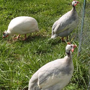 Our Guinea fowl.  Meet the boys: Mr. Carlson, Herb, and les.