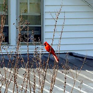 The state bird drops by every now and then to check up on us.