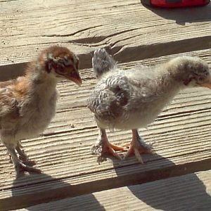 2 Feather-legged chicks they are mixed breed