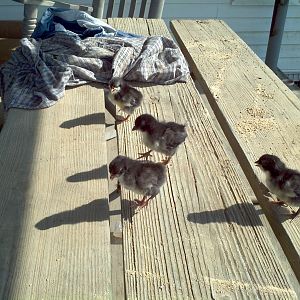 4 black australorp chicks