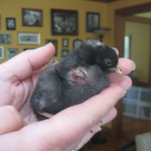 Bump on right side of chick breast.