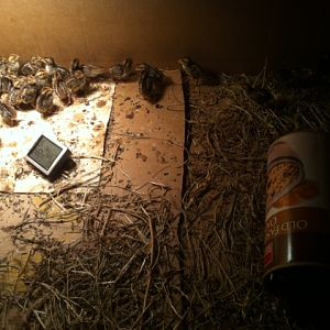 The cooler lamp area of 2 areas. Oatmeal box to play in. Hay for playing.