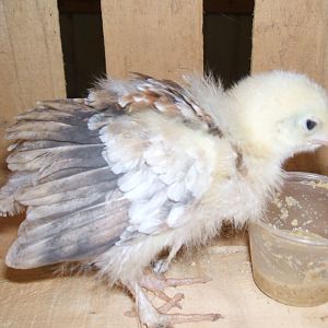 Sugar - 5.20.12 - 2oz