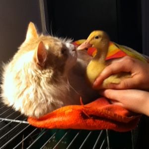Hobbes and our first duckling