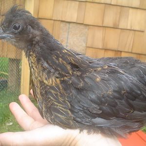 Brownie, mama is a Silkie, and who knows who daddy is?
