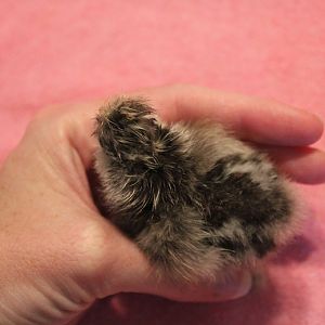 Hatched May 20th
This chick was in my BBS eggs