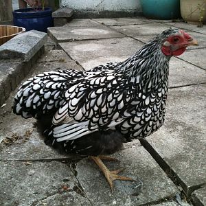 silver lace Wyandottes