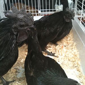 my ayam cemani chickens