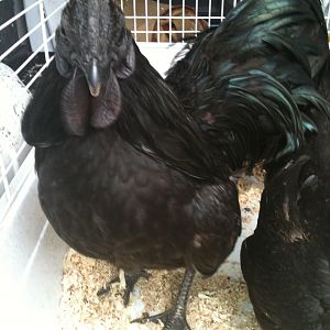 ayam cemani cockrel