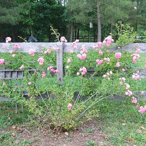 wild rose - May 2012