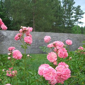 wild rose - 5.20.12