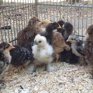 Our chickies :)