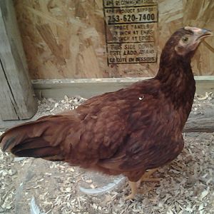This is the first red, the one I think might be a rooster.