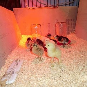 Maybe 2 days old.
Rare Breed Layer assortment from Meyer Hatchery.
Only certain of White Cochins; others yet to be determined.