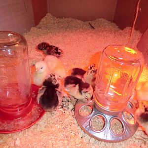 Maybe 2 days old.
Rare Breed Layer assortment from Meyer Hatchery.
Only certain of White Cochins; others yet to be determined.