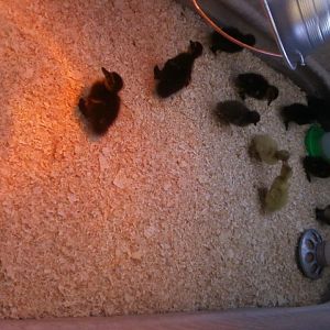 the 11 ducklings from metzer